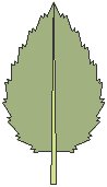 Leaf 03.eps