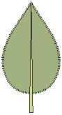 Leaf 04.eps
