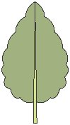 Leaf 05.eps