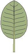 Leaf 09.eps