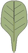 Leaf 11.eps