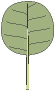 Leaf 13.eps