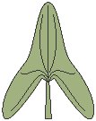 Leaf 15.eps