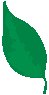 Leaf 19.eps