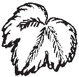 Leaf 24.eps