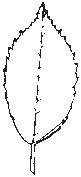 Leaf 25.eps