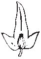 Leaf 26.eps