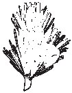 Leaf 30.eps
