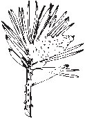 Leaf 31.eps