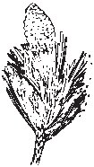 Leaf 32.eps