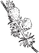 Leaf 34.eps