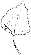 Leaf 36.eps