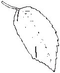 Leaf 37.eps