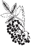 Leaf 38.eps