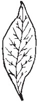 Leaf 44.eps