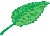Leaf 50.eps