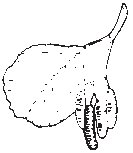 Leaves 10.eps