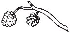 Leaves 11.eps