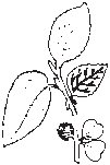 Leaves 12.eps