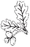 Leaves 13.eps