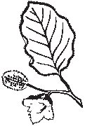 Leaves 14.eps