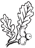 Leaves 19.eps