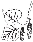 Leaves 20.eps