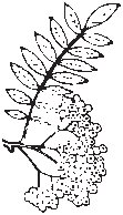 Leaves 21.eps