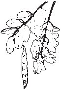 Leaves 22.eps