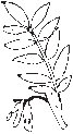 Leaves 23.eps