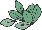 Leaves 27.eps