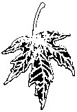 Maple Leaf 1.eps