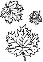 Maple Leaves 2.eps