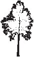 Tree 16.eps