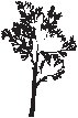Tree 18.eps
