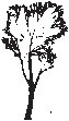 Tree 20.eps