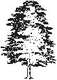 Tree 21.eps