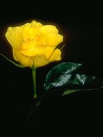 D01C0011.JPG