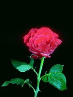 D01C0013.JPG