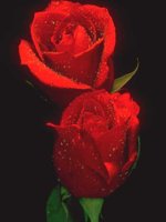 D01C0015.JPG
