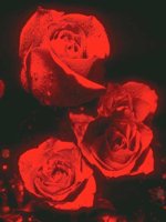 D01C0016.JPG