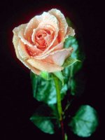 D01C0017.JPG