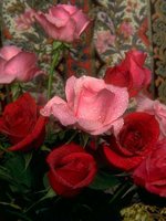 D01C0038.JPG
