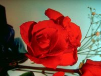 D01C0050.JPG