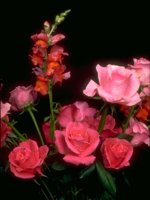 D01C0051.JPG