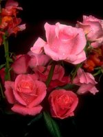 D01C0056.JPG