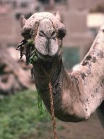 F02B0099.JPG