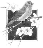 Bird on Flowering Branch.tif