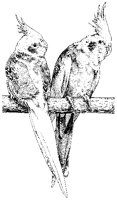 Birds - Cockatiels.tif
