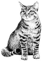 Cat.tif